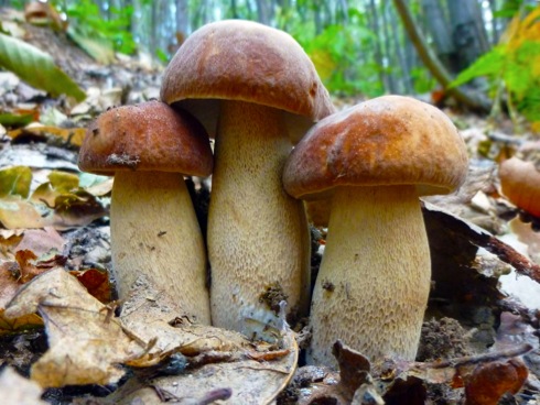 Boletus-Aestivalis